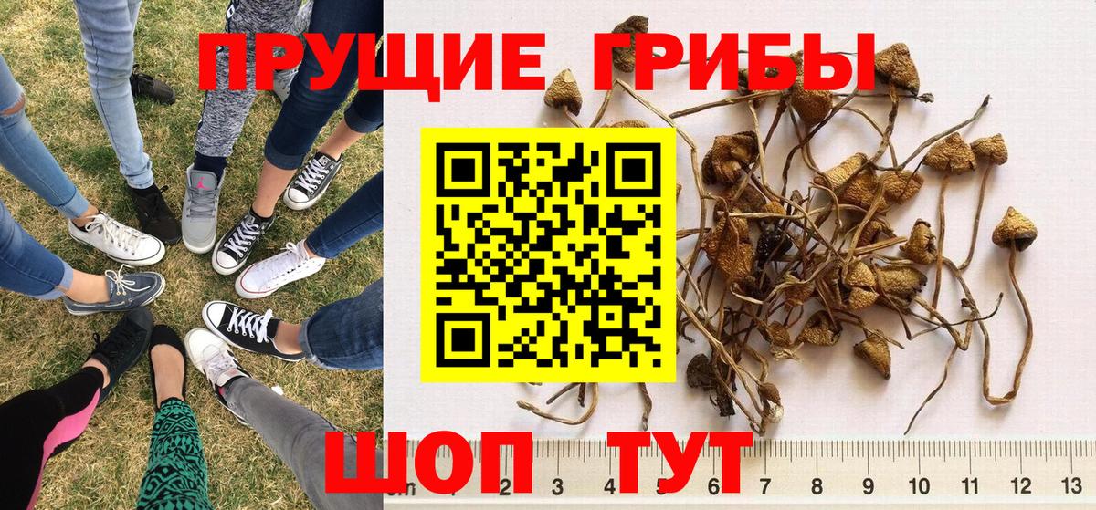 Прохладный  Псилоцибиновые грибы Psilocybine cubensis  Вход с VPN 